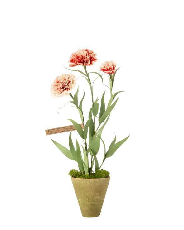 Carnation Plant