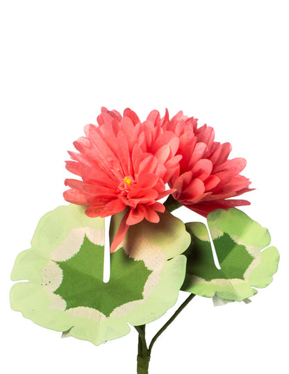 Mini Geranium Plant