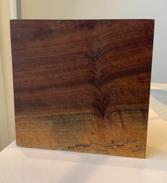 Claro walnut wood panel